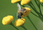 Insecten - 005-3