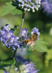 Insecten - 005-4