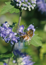 Insecten - 005-4