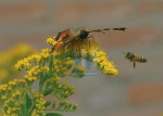 Insecten - 005-5