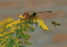 Insecten - 005-5