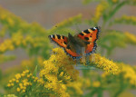 Insecten - 005-6