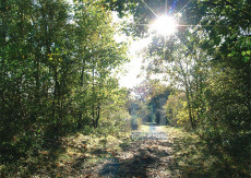 Bos en Duin - 006-1