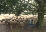 Bos en Duin - 006-3