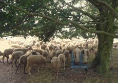 Bos en Duin - 006-3