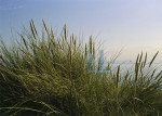 Bos en Duin - 006-4