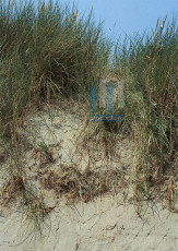 Bos en Duin - 006-6