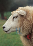 Dieren - 007-1