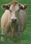 Dieren - 007-2