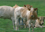 Dieren - 007-3