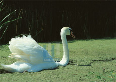 Dieren - 007-4
