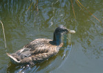 Dieren - 007-5