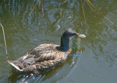Dieren - 007-5