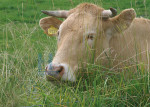 Dieren - 007-6
