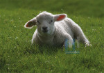 De Boerderij - 013-1