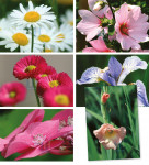 Bloemen 003 - Complete serie 