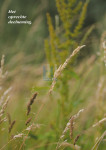 Grasspriet - 401-3