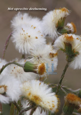 Paardebloempluis - 401-8