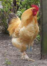 De Boerderij - 013-6