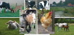 De Boerderij - 013 - complete serie