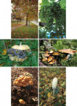 Herfst 001 - Complete serie