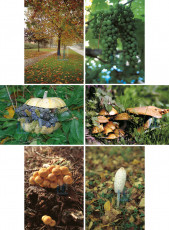 Herfst 001 - Complete serie