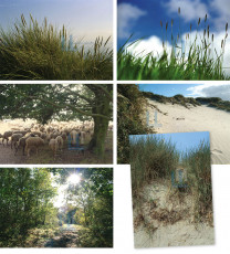 Bos en Duin 006 - Complete serie 