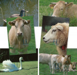 Dieren 007 - Complete serie