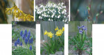 Lente 008 - Complete serie