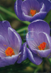 Krokussen - 21-3400