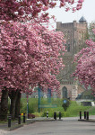 Koepoortstraat in de Lente - 035-1 - Poster