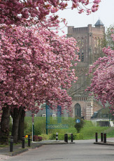 Koepoortstraat in de Lente - 035-1 - Poster