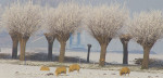 Panorama - 500-4