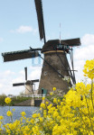 Molens en raapzaad in Kinderdijk - Poster