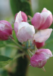 Roze knoppen - 461-10