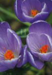 Paarse Krokus - 461-2