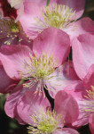 Clematis - 461-3
