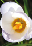 Witte Krokus - 461-4