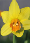 Narcis - 461-5