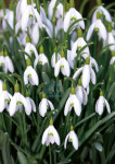 Sneeuwklokjes - 461-7