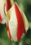 Tulp - 461-8