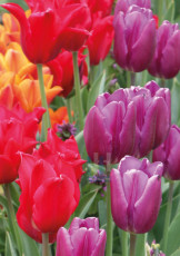 Tulpenkoor - 461-9
