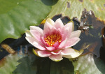 Waterlelie - 012-1