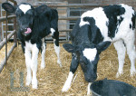 De Boerderij - 013-2