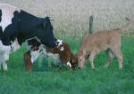 De Boerderij - 013-4