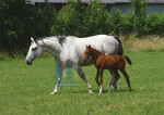 De Boerderij - 013-5