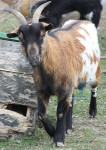 De Boerderij - 013-7
