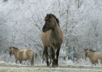 Winterpaard - 101-1