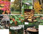 453 - herfst - complete serie